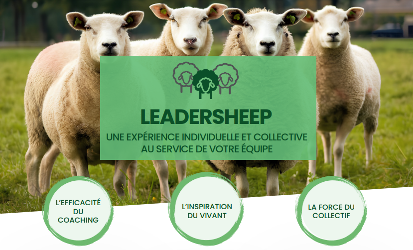 Leadersheep : une approche innovante de la cohésion d’équipe